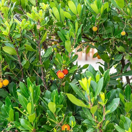 Le Sirene On The Fort Village